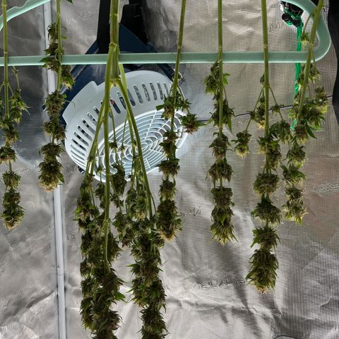 Pot 1. growlog photo: Trimmed and drying 