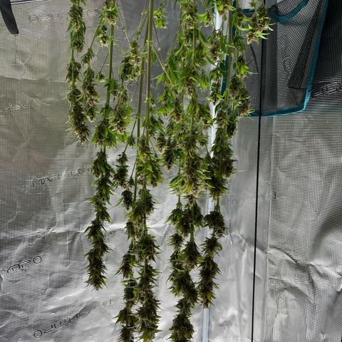 Pot 1. growlog photo: Trimmed and drying 