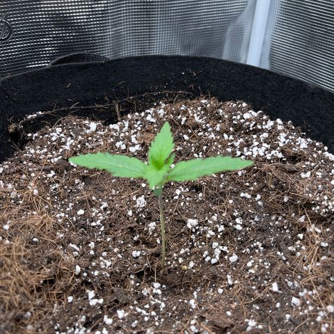 Diesel Automatic growlog timeline photo