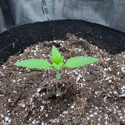 Royal Jack - Jack Herrer + Ruderalis growlog timeline photo