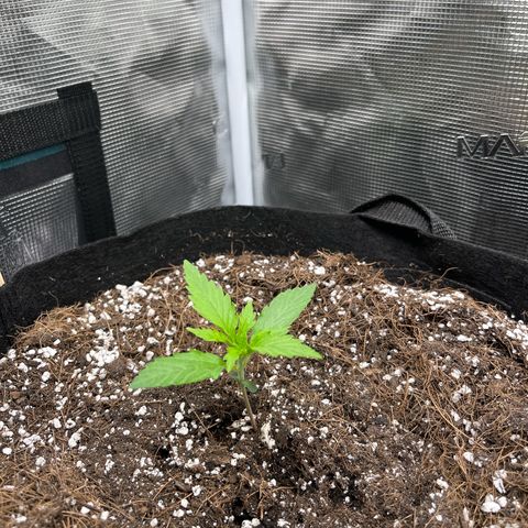 Green Gelato Automatic growlog timeline photo