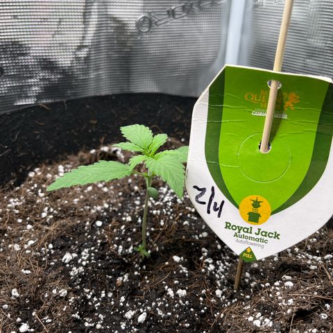 Royal Jack - Jack Herrer + Ruderalis growlog timeline photo