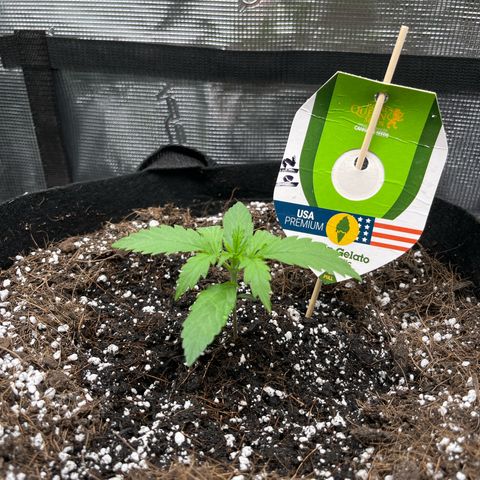 Green Gelato Automatic growlog timeline photo