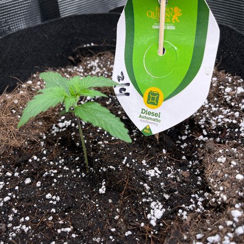 Diesel Automatic growlog timeline photo