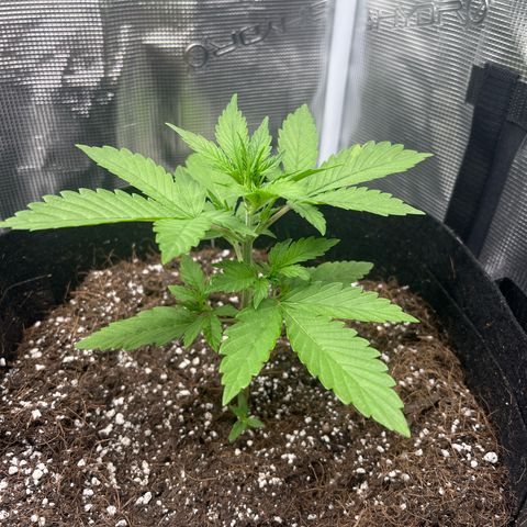 Royal Jack - Jack Herrer + Ruderalis growlog timeline photo