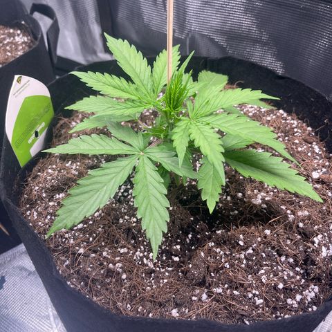 Green Gelato Automatic growlog timeline photo