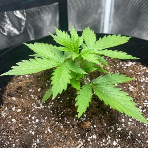 Diesel Automatic growlog timeline photo