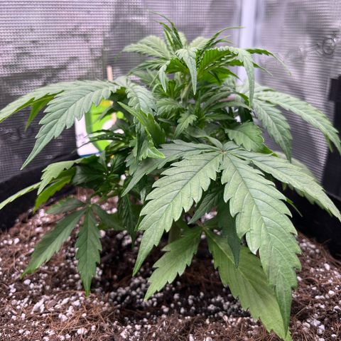 Green Gelato Automatic growlog timeline photo