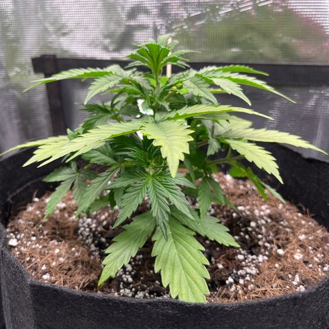 Diesel Automatic growlog timeline photo