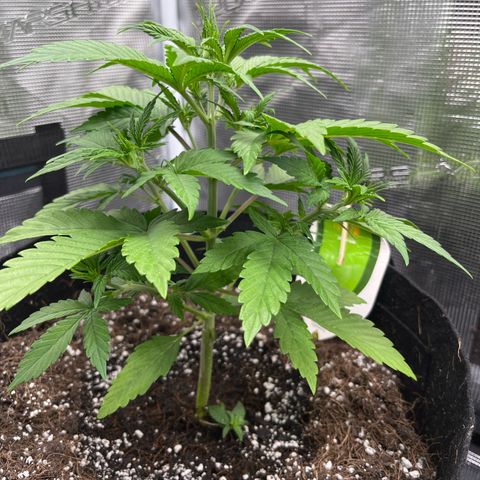 Royal Jack - Jack Herrer + Ruderalis growlog timeline photo