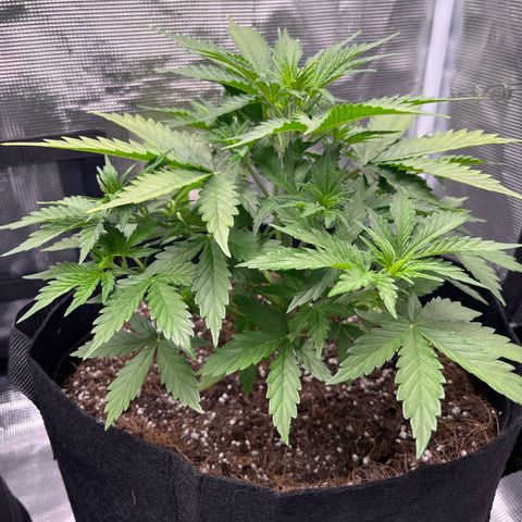 Diesel Automatic growlog timeline photo