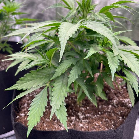 Green Gelato Automatic growlog timeline photo