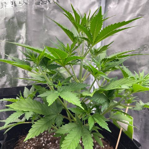 Royal Jack - Jack Herrer + Ruderalis growlog timeline photo