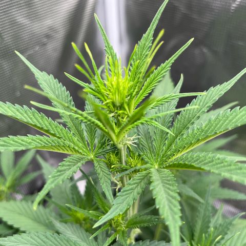 Royal Jack - Jack Herrer + Ruderalis growlog timeline photo