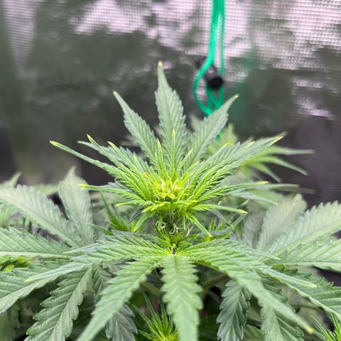 Diesel Automatic growlog timeline photo