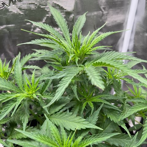 Green Gelato Automatic growlog timeline photo