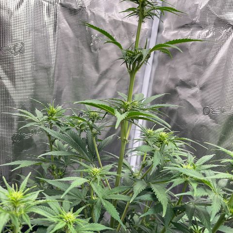 Royal Jack - Jack Herrer + Ruderalis growlog timeline photo