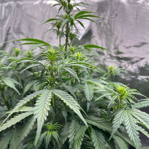 Diesel Automatic growlog timeline photo