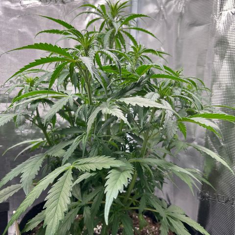 Green Gelato Automatic growlog timeline photo