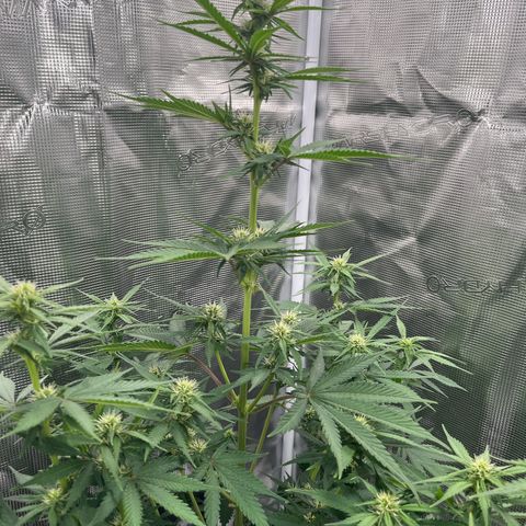 Royal Jack - Jack Herrer + Ruderalis growlog timeline photo