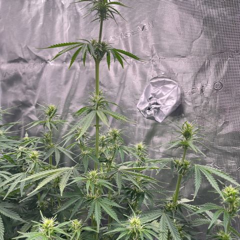 Diesel Automatic growlog timeline photo