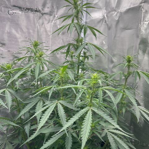 Green Gelato Automatic growlog timeline photo