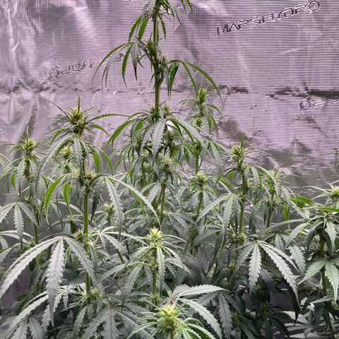 Green Gelato Automatic growlog timeline photo