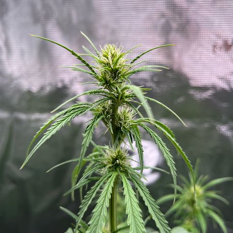 Green Gelato Automatic growlog timeline photo