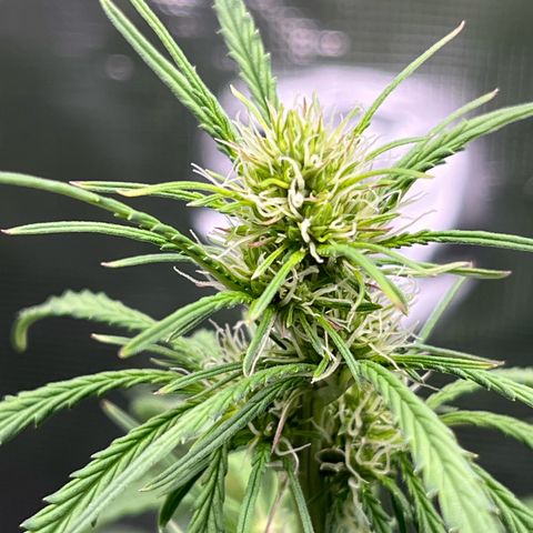 Green Gelato Automatic growlog timeline photo