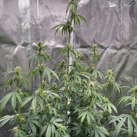 Diesel Automatic growlog timeline photo