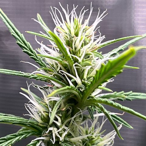 Diesel Automatic growlog timeline photo