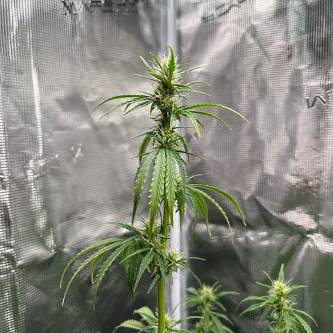 Diesel Automatic growlog timeline photo