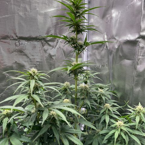 Royal Jack - Jack Herrer + Ruderalis growlog timeline photo