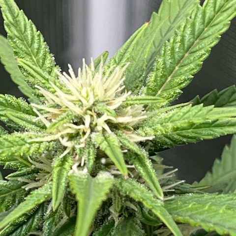Royal Jack - Jack Herrer + Ruderalis growlog timeline photo