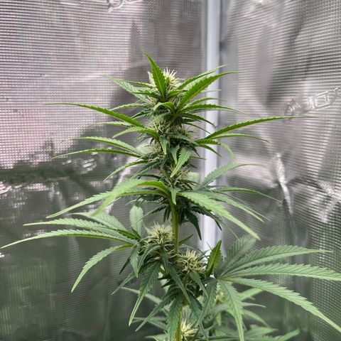 Royal Jack - Jack Herrer + Ruderalis growlog timeline photo