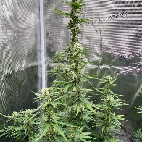 Diesel Automatic growlog timeline photo