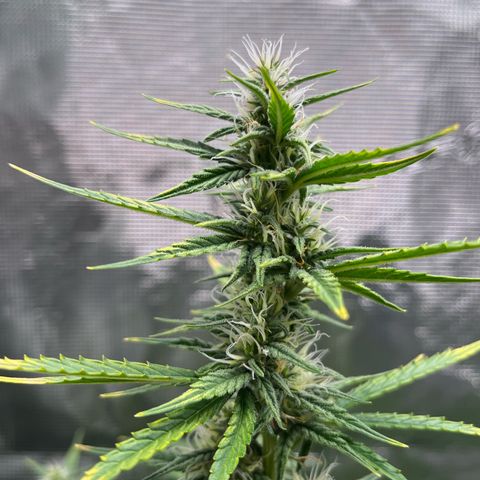 Diesel Automatic growlog timeline photo