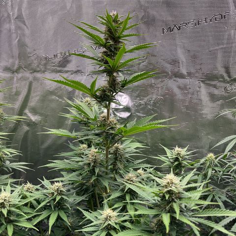 Royal Jack - Jack Herrer + Ruderalis growlog timeline photo