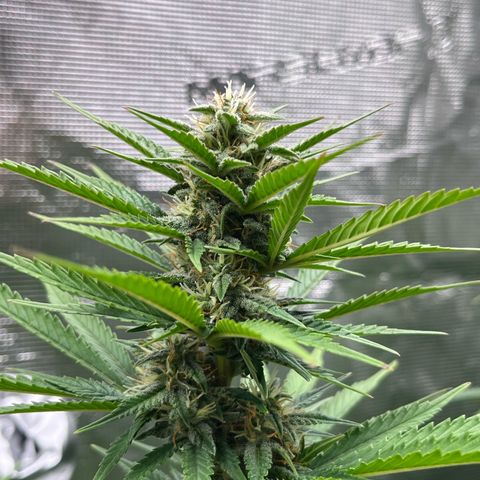 Royal Jack - Jack Herrer + Ruderalis growlog timeline photo