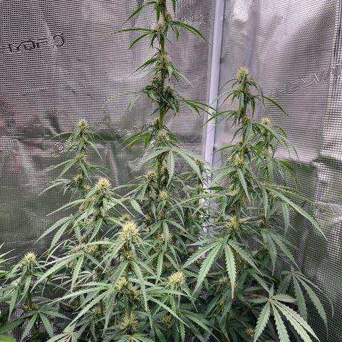Green Gelato Automatic growlog timeline photo
