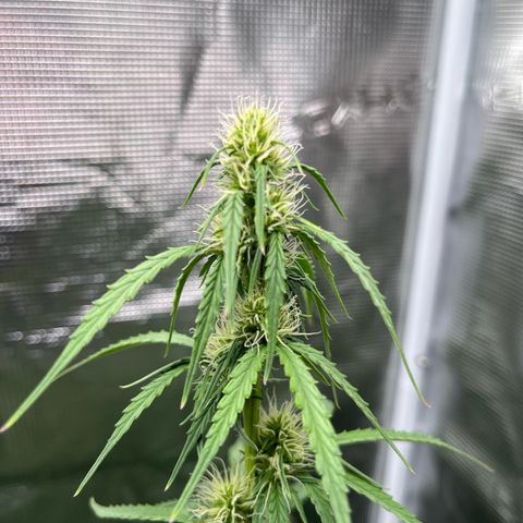 Green Gelato Automatic growlog timeline photo