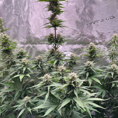Royal Jack - Jack Herrer + Ruderalis growlog timeline photo