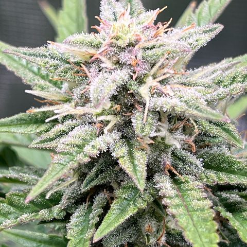 Royal Jack - Jack Herrer + Ruderalis growlog timeline photo