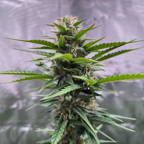 Royal Jack - Jack Herrer + Ruderalis growlog timeline photo