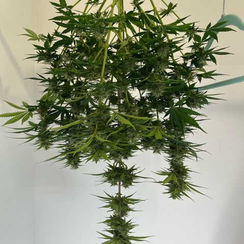 Royal Jack - Jack Herrer + Ruderalis growlog photo: Harvest