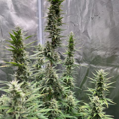 Diesel Automatic growlog timeline photo