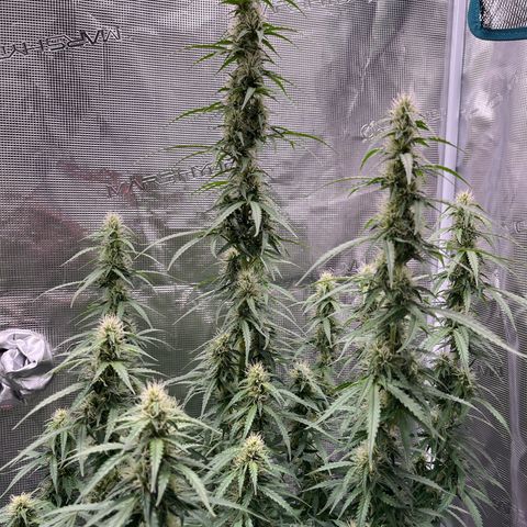 Green Gelato Automatic growlog timeline photo