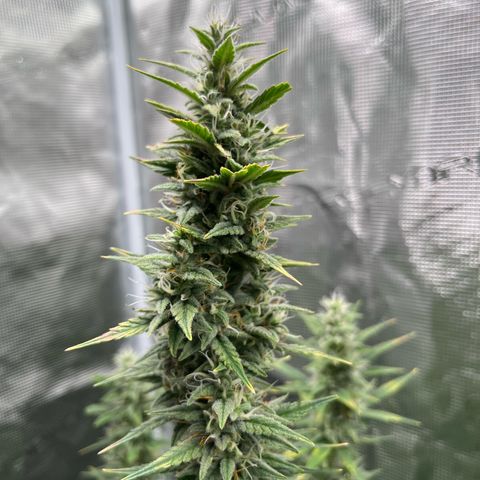 Diesel Automatic growlog timeline photo