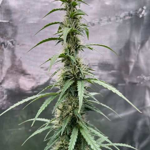 Green Gelato Automatic growlog timeline photo