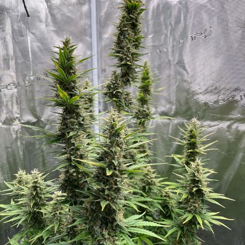 Diesel Automatic growlog timeline photo